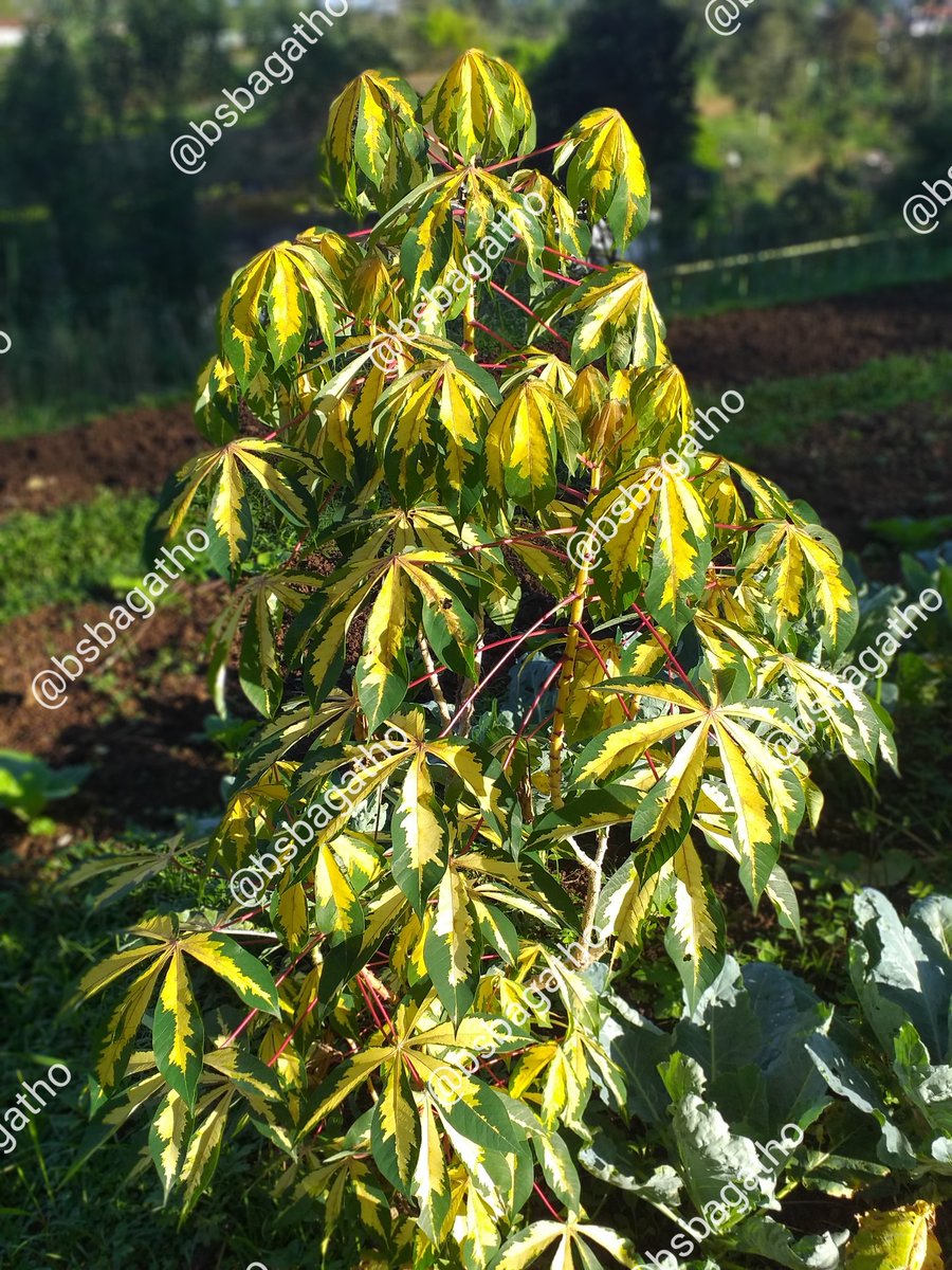 BSBAgatho's tweet photo. Fenomena variegata pada tanaman merupakan bentuk penyimpangan yang dapat terjadi karena mutasi gen yang dapat terjadi secara alami maupun buatan (.....)
#bsbagatho #agathofarm #binasaranabakti #diklat #diklatbsb #sayurorganik #sehatorganik #sayursehat #organicfarm #kebunorganik https://t.co/fO5aEFoB6k