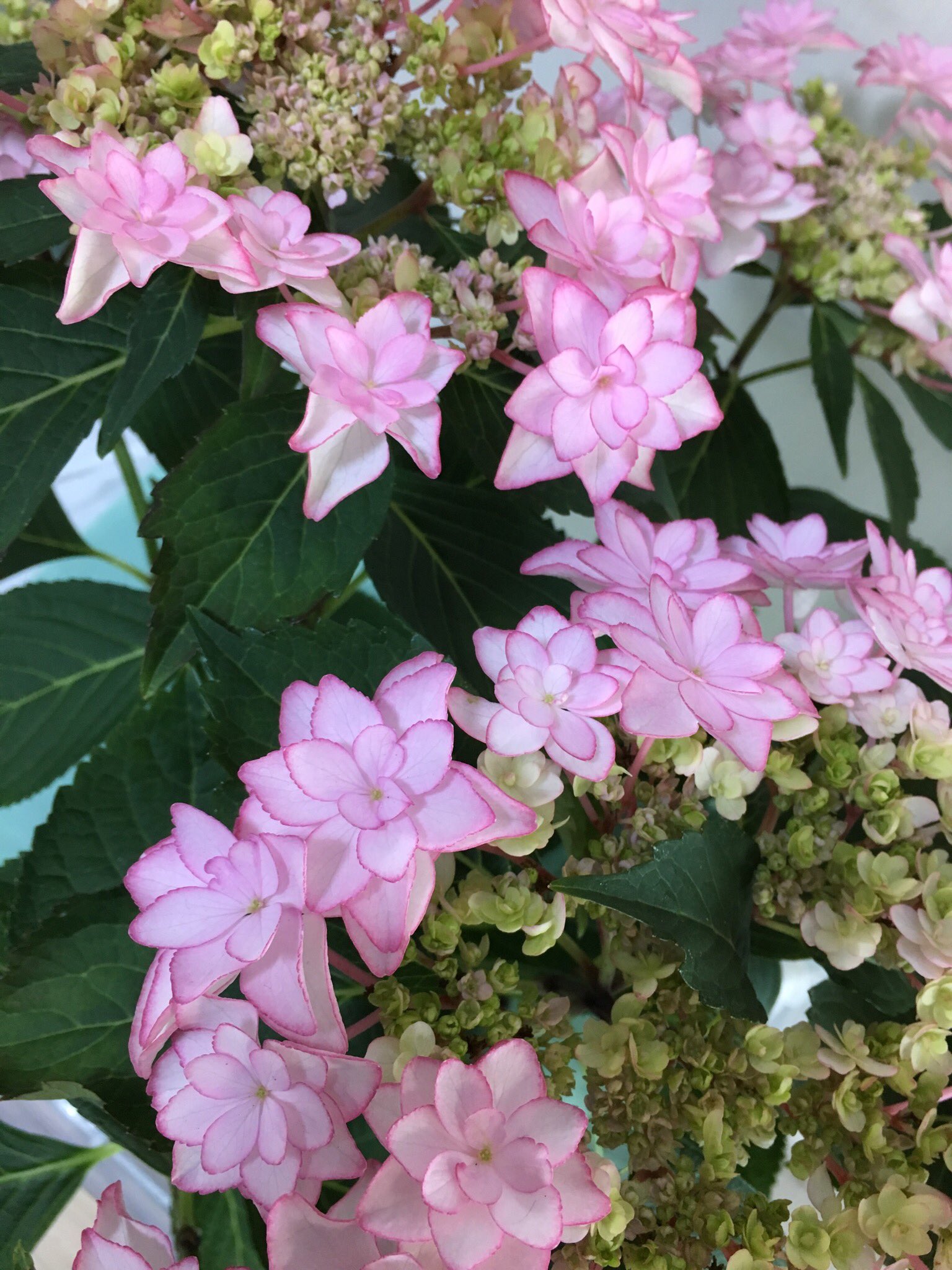ciel alencon シエル 紫陽花 Kamoセレクションひな祭り 加茂荘花鳥園の通販で買った苗が成長 園芸 ガーデニング 紫陽花 ciel alencon シエル 紫陽花 Kamoセレクションひな祭り 加茂荘花鳥園の通販で買った苗が成長 園芸 ガーデニング 紫陽花