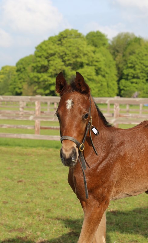 jess_stafford_'s tweet photo. Shozita (Showcasing) with her Zoustar colt foal 😍💥

@TrinityParkStud  @Tweenhills @dredvers @ThurloeThbreds @oliverpawle https://t.co/PA4MVeAB1F