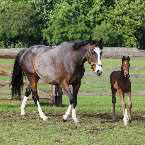 jess_stafford_'s tweet photo. Shozita (Showcasing) with her Zoustar colt foal 😍💥

@TrinityParkStud  @Tweenhills @dredvers @ThurloeThbreds @oliverpawle https://t.co/PA4MVeAB1F