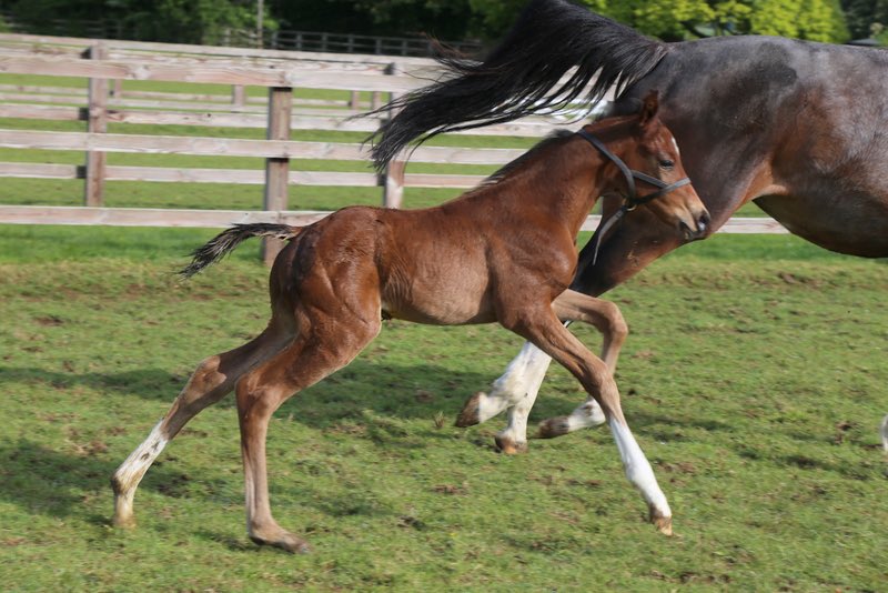 jess_stafford_'s tweet photo. Shozita (Showcasing) with her Zoustar colt foal 😍💥

@TrinityParkStud  @Tweenhills @dredvers @ThurloeThbreds @oliverpawle https://t.co/PA4MVeAB1F