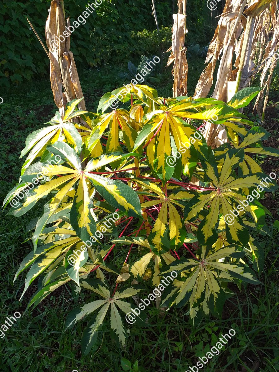 BSBAgatho's tweet photo. Fenomena variegata pada tanaman merupakan bentuk penyimpangan yang dapat terjadi karena mutasi gen yang dapat terjadi secara alami maupun buatan (.....)
#bsbagatho #agathofarm #binasaranabakti #diklat #diklatbsb #sayurorganik #sehatorganik #sayursehat #organicfarm #kebunorganik https://t.co/fO5aEFoB6k