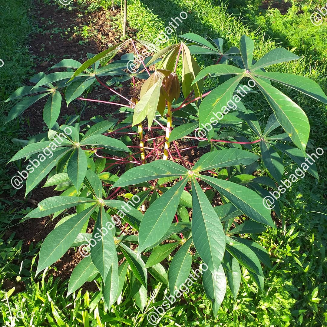 BSBAgatho's tweet photo. Fenomena variegata pada tanaman merupakan bentuk penyimpangan yang dapat terjadi karena mutasi gen yang dapat terjadi secara alami maupun buatan (.....)
#bsbagatho #agathofarm #binasaranabakti #diklat #diklatbsb #sayurorganik #sehatorganik #sayursehat #organicfarm #kebunorganik https://t.co/fO5aEFoB6k