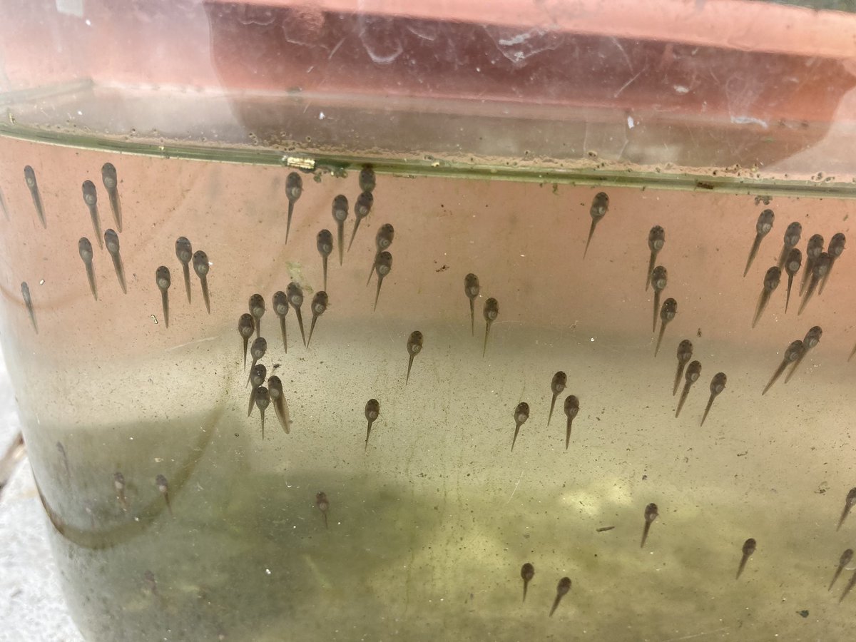 辻 由記子 子供の成長は早い １週間であっという間におたまじゃくし 早くたんぼに放してほしい T Co Nwbewo0ec6 Twitter