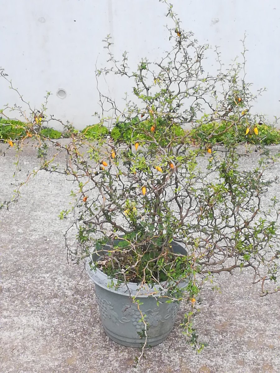 ソフォラミクロフィラ