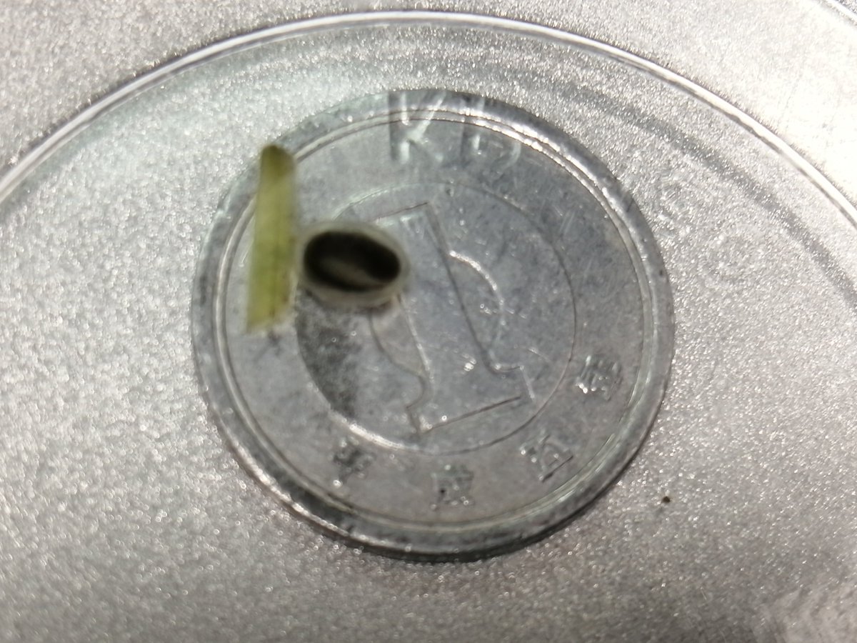 ちまめ Fire Belly Babies 産卵 卵発見 から４日が経過しました 成長している卵とカビが生えて駄目だった卵 駄目な卵 無精卵 は白いと思っていましたが 今回は見分けが付きませんでした 回収時に傷を付けてしまったのかもしれません アカハライモリ