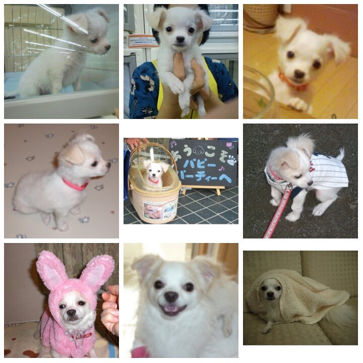 れい&チワワのはっち🐶💕 雑垢 廃人です🫠 失礼がありましたらすみません🙇 tweet media