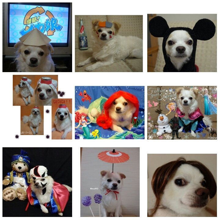 れい&チワワのはっち🐶💕 雑垢 廃人です🫠 失礼がありましたらすみません🙇 tweet media