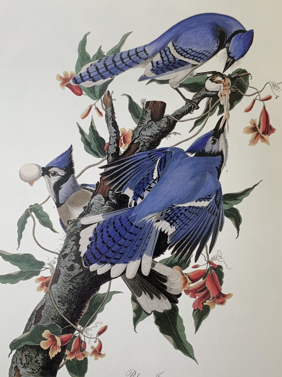 ジョン・ジェームズ・オーデュボン『オーデュボンの鳥』(新評論