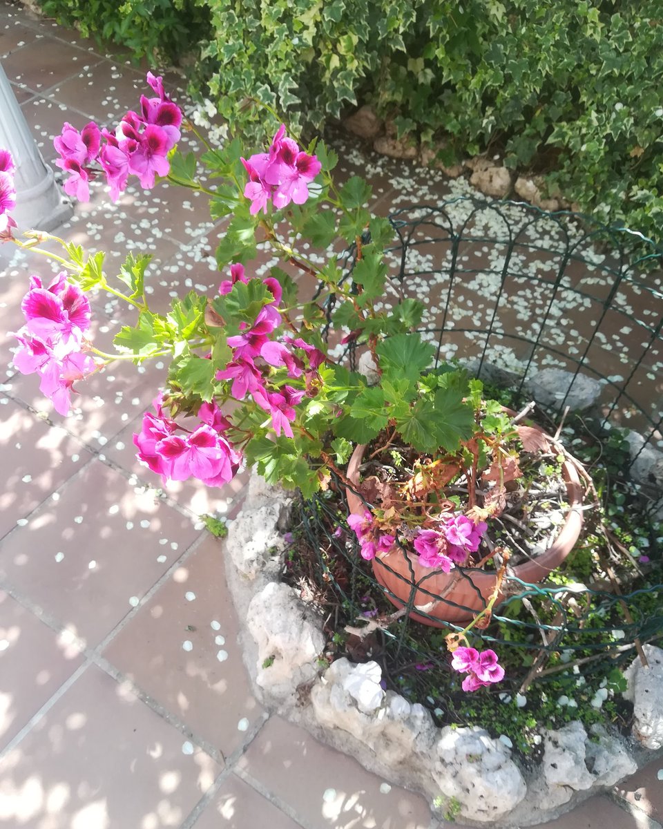 sergipalau92's tweet photo. Algo ha cambiado en mí,

energías renovadas,

me siento como un cañón,

una bala a punto de disparar,

estoy en órbita otra vez,

es momento de aprovecharlo,

de nada sirve machacarse,

hay que caminar,

plantar la semillita y regarla cada día,

solo así se pueden conseguir https://t.co/u1l1UIPoCK
