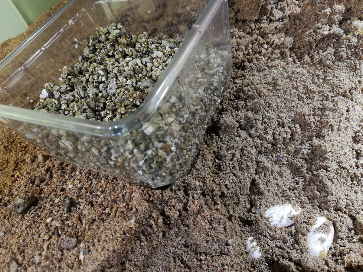 TerraristikL's tweet photo. 🐉🥚😍 Die Paarung bei den Leopardleguanan ist geglückt! Wir konnten ein schönes Gelege entnehmen und in den Inkubator überführen. Seid ihr auch schon gespannt auf die Kleinen?
#Gambeliawislizenii #Leopardleguan #Gelege #Inkubation #reptiles #Lorica #Zofingen #Nachzucht https://t.co/3PVssPqPlc