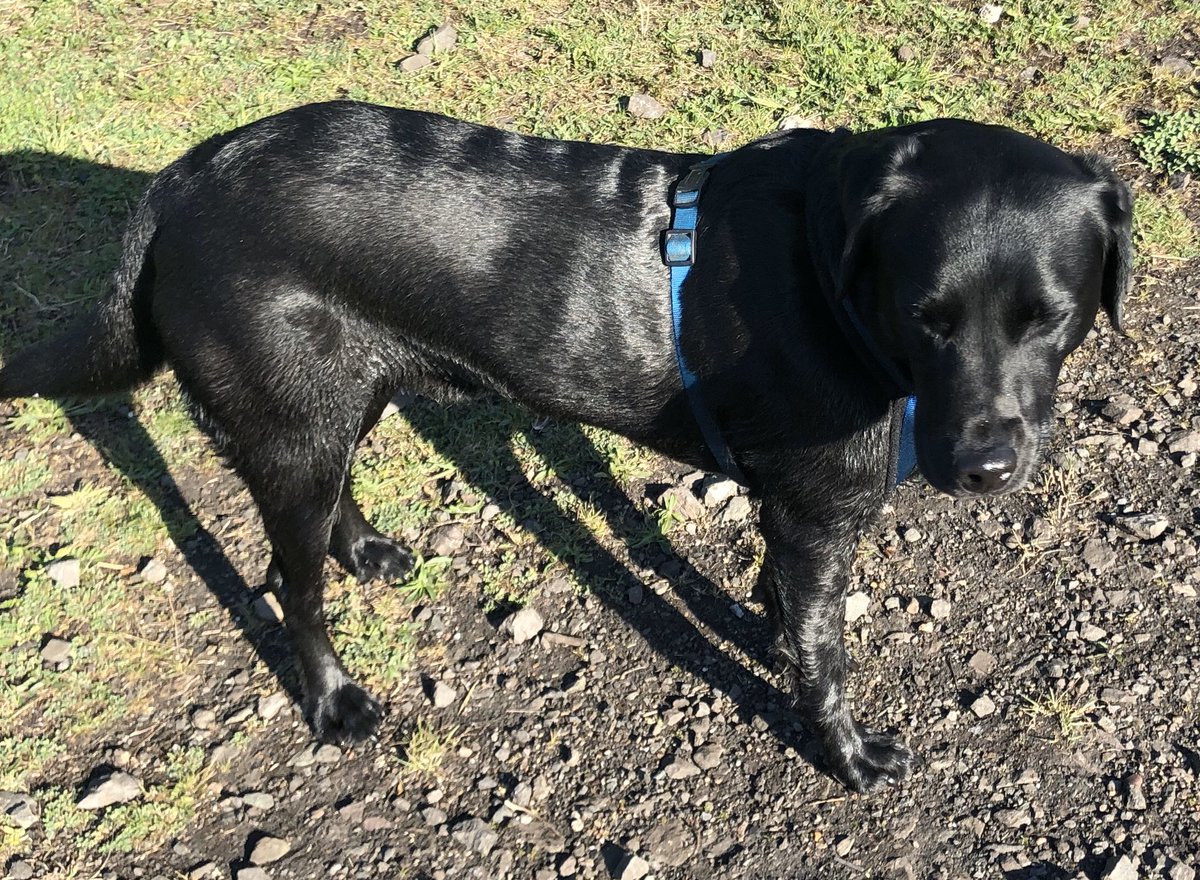 BarrySully4's tweet photo. Gorgeous morning with Knox👴🏻🐕 https://t.co/tdrViBWsDV