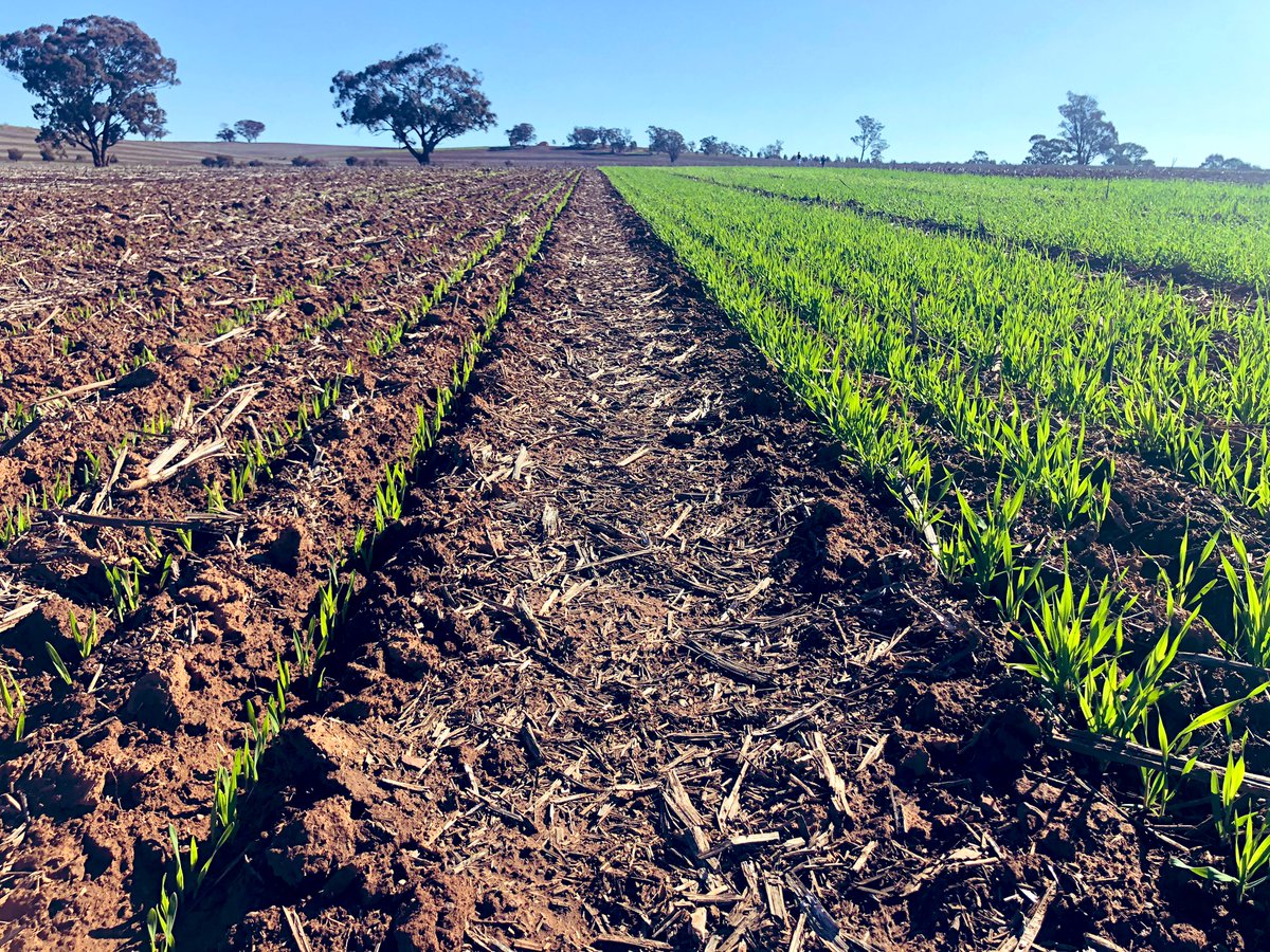 PhenologyisFun's tweet photo. New @NSWDPI_AGRONOMY @GRDCNorth GAPP project, trials looking at phenology x tactical agronomy (TOS x plant density) of wheat and barley plus evaluation of barley genotypes compared to winter wheat for early sowing...off to a great start! 😍 #phenologyisfun https://t.co/I00ZtzWMNf