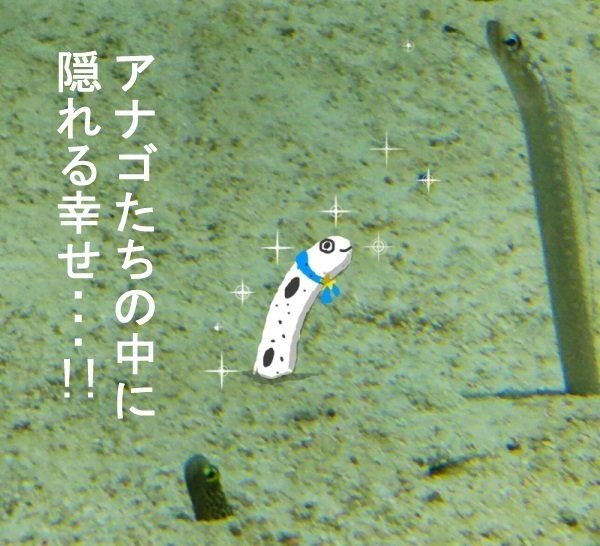 チンアナゴ 顔 見せ 祭り すみだ水族館のチンアナゴに異変が 3日 5日顔見せ祭りを開催