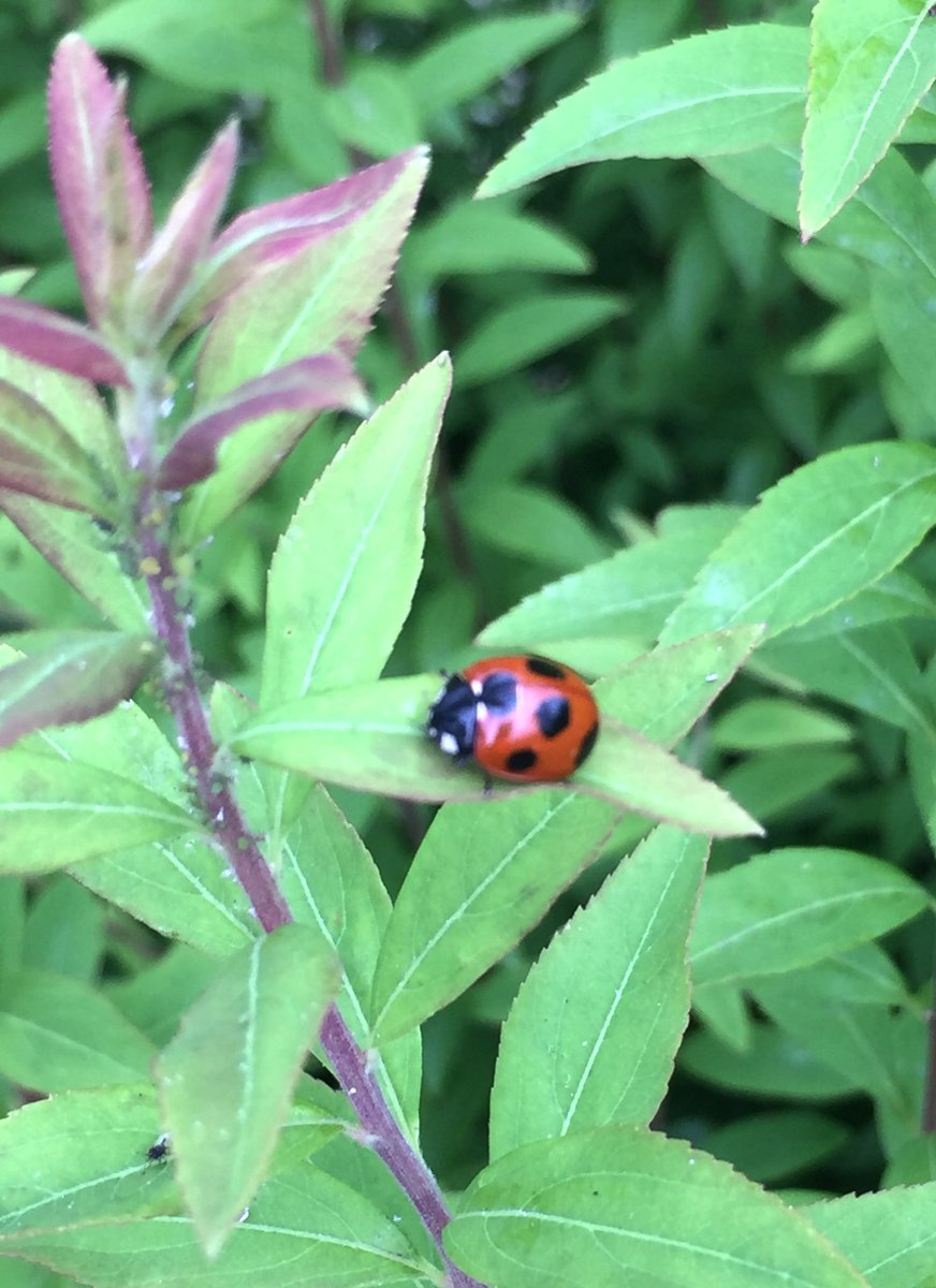 O Xrhsths サマンサ Sto Twitter 近くの公園にて てんとう虫の大量発生現場を発見 ギザギザの幼虫もたくさん歩いてるけど画像は自粛します