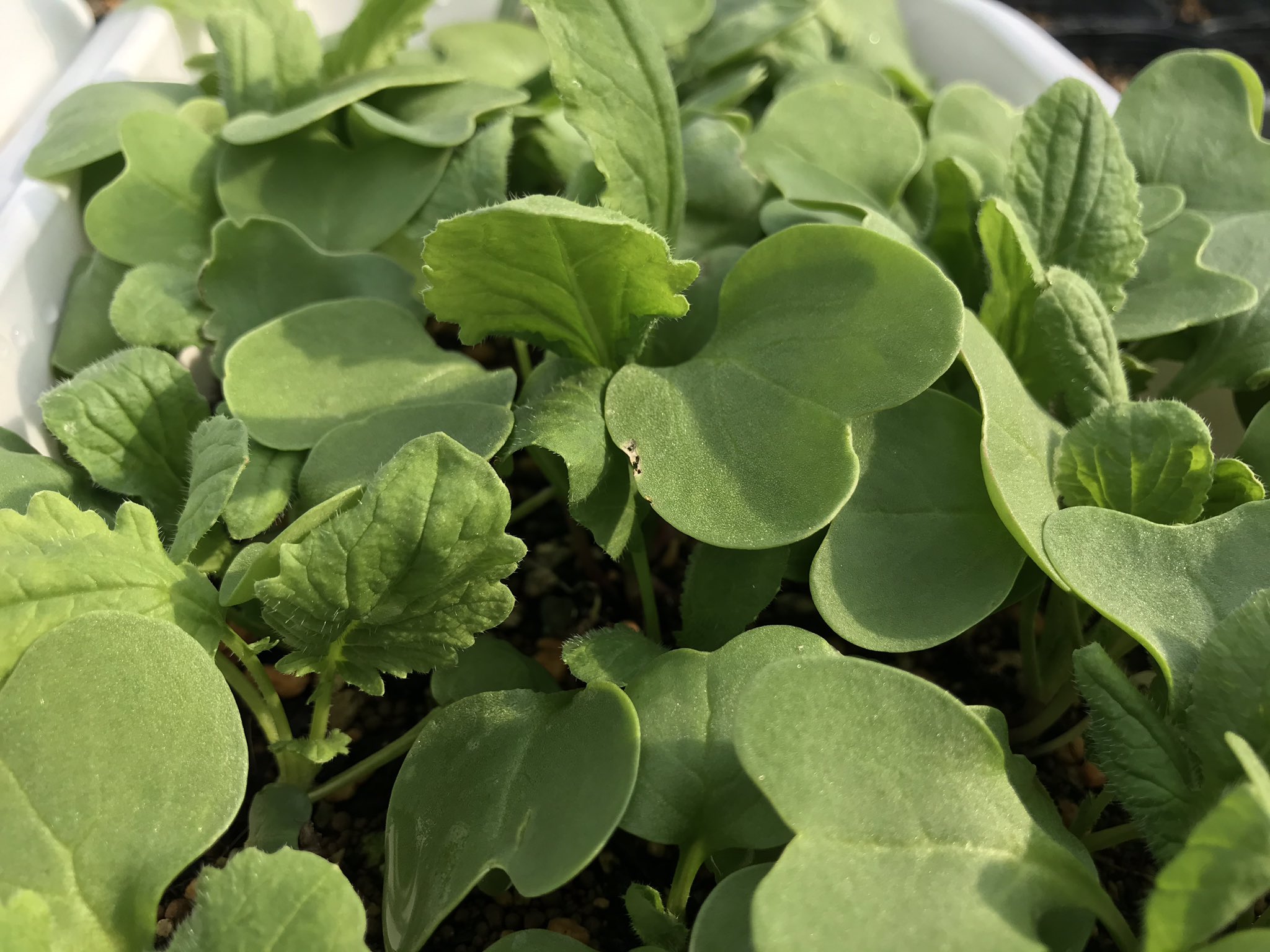 تويتر 島村 幸男 على تويتر 5月5日 こどもの日 クックロビンにお届け野菜 いよいよ ブロッコリースプラウト スプラウト専用の栽培トレイ に撒いて3日目 ヤバい この暑さで蒸れてカビか やり直す 間に合うのか 俺 岡田ロビン翔子 サラダほうれん草