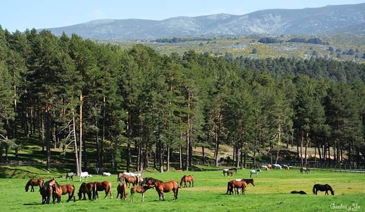 nuriajimenezch's tweet photo. Este año el festival de Músicos en la Naturaleza 2020 @GredosMN  lo pasamos así 🌍🐎🐎🐎🌲#gredos https://t.co/HkNxGvWtS1