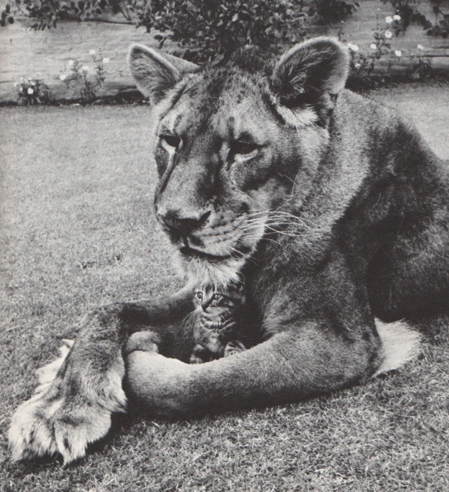 PonteArcobalen's tweet photo. @sangesnicola LITTLE TYKE è una #leonessa diventata famosa negli #StatiUniti d'America durante gli anni cinquanta per essere #vegetariana https://t.co/yz9yO61R5N https://t.co/64WhLV3D4m