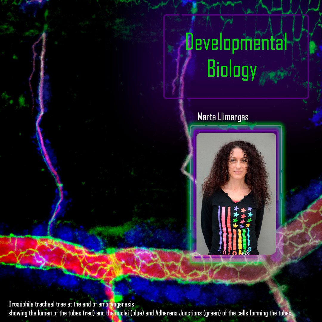 Ibmb M Llimargas Her Lab Focuses On The Analysis Of The Cellular Genetic And Molecular Mechanisms That Underlie The Morphogenesis Of Epithelial Tissues To Understand The General Mechanisms Of Organ And