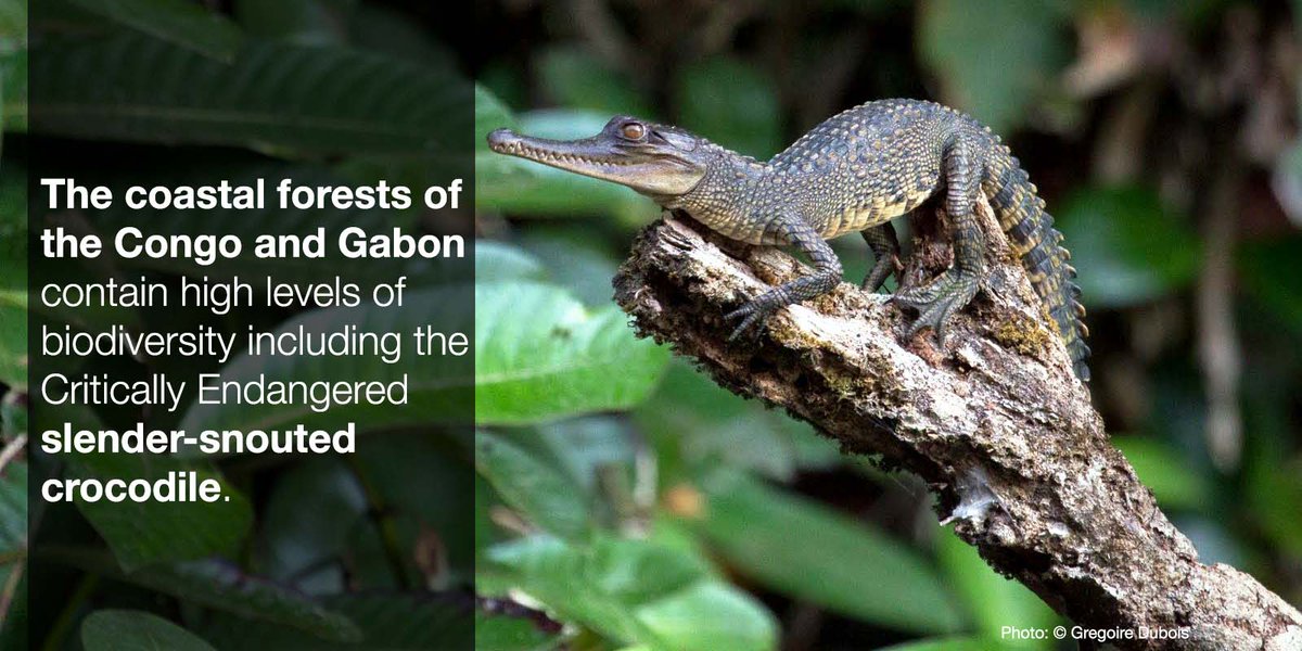 IUCN's tweet photo. From marine hotspots to deserts and volcanoes, up to 20 remarkable areas across Africa could potentially qualify for #WorldHeritage status. 

Discover more about these amazing places in our new report https://t.co/bY5pdFsNnB #BIOPAMA @europeaid @PressACP @IUCN_PA https://t.co/FeS0sFa05B