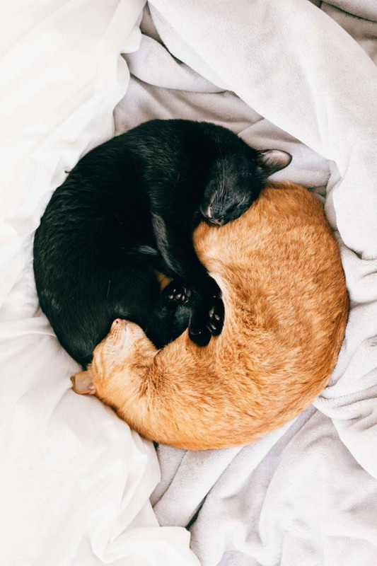 forum_mkreef's tweet photo. #ДоброУтро #GoodMorning #СедиДома #Остани��ома #StayHome  ☺️
@marjanmic @vlado @batakoja @GoranCvijanovi4 @_AnCISTrus_ @VanDerCuk @vesnicak @NepoznatBroj @gocejonoski @velkovski_ivica @aquatimeline @aquasuppliesuk @KoralSeaIreland @StTRealM @esferanimal @imilenkovski https://t.co/Xdxdv8Vzjc