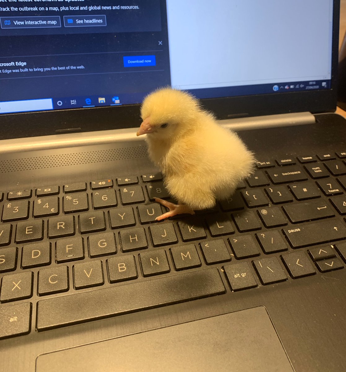 TasteHospitalit's tweet photo. So many people are working from home with their pets. Here is our coworker today!🐣 #petswithadifference #workingfromhomewithpets https://t.co/b7nHmMBfRN