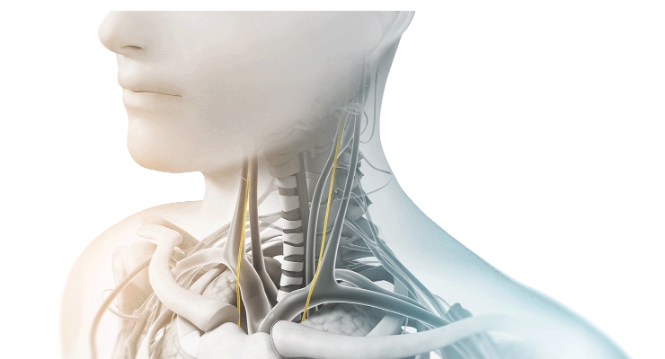 CongressSpine's tweet photo. Recent research states that #Parkinson’s May Begin in Gut and Spread to the #Brain Via the Vagus Nerve
Join the Webinar on Parkinson's, Huntington's and Movement Disorders: https://t.co/wiFAsrrpxB
#neuroscience #Neurology #neurologia https://t.co/66ZIEcplr5
