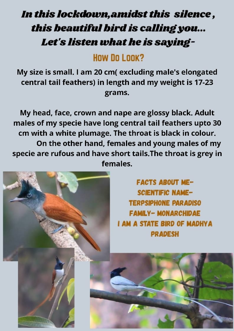 BeingIfs's tweet photo. Topic of the Day : Indian Paradise Flycatcher
KYC Series- Issue #20
#KYC_IGNFA #IFSBatch2019
Text and Design : Kajol Patil (IFS, 2019 Batch)
P.C. Shubhankar Kulkarni
Part 1 https://t.co/rQKz5txNn2