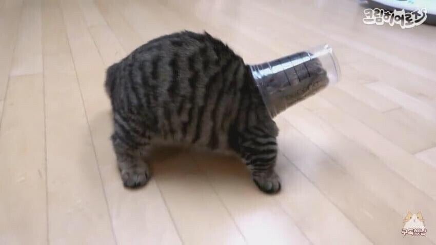 🐢  สาธุเต่าขน