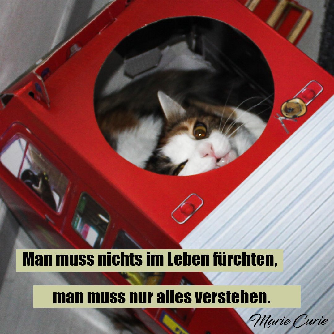 MEIN Feuerwehrauto, noch immer heiß begehrt 😌 Und nein, das bin nicht ich, das ist der Flokati, den sie angeschleppt hat. 🙄