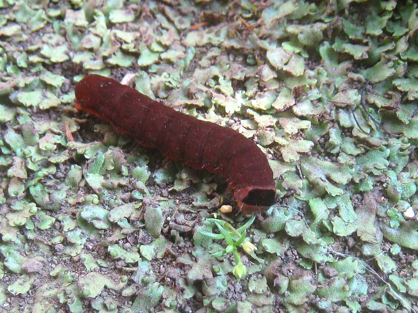 シスコ室内履きや ち冷え これ 何の幼虫 今年はこの子をよく見かける 体長25 30ミリ ビロードみたいな質感の赤茶色 腹側はオレンジ色 T Co Zcm2tjejfn Twitter