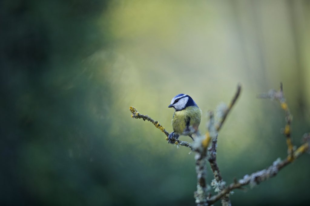 DaniFree85's tweet photo. 19 feathered species have visited my #lockdown #photography set-up so far! The #bluetits and #greattits are definitely the most confident! #LockdownBirdList @wildlife_uk @BirdwatchExtra #RSPB
#bbcwildlifepotd
#TwitterNatureCommunity
#lockdownwildlife #birdwatching https://t.co/MXe6yMUCsR