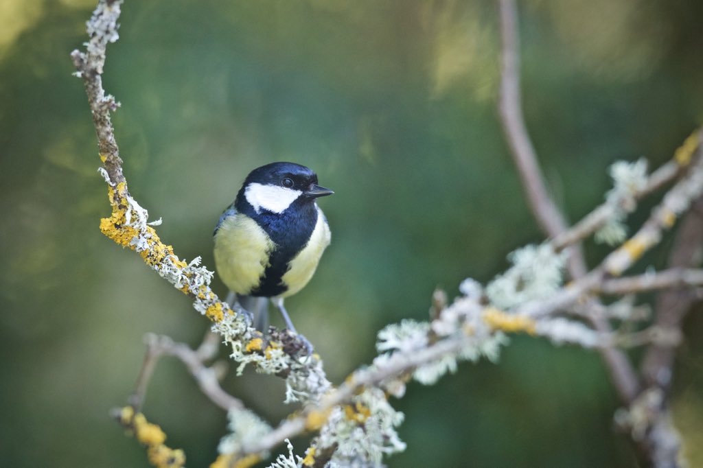 DaniFree85's tweet photo. 19 feathered species have visited my #lockdown #photography set-up so far! The #bluetits and #greattits are definitely the most confident! #LockdownBirdList @wildlife_uk @BirdwatchExtra #RSPB
#bbcwildlifepotd
#TwitterNatureCommunity
#lockdownwildlife #birdwatching https://t.co/MXe6yMUCsR