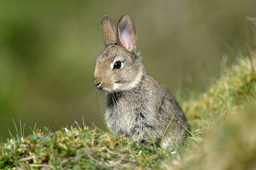 andyjonesfoto1's tweet photo. Rabbit Kit - 4th May 2020. @Natures_Voice #RabbitKit #rabbitkit #rabbit #kit #Local https://t.co/GwEahFFQZM