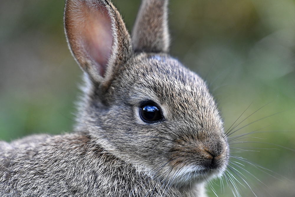 andyjonesfoto1's tweet photo. Rabbit Kit - 4th May 2020. @Natures_Voice #RabbitKit #rabbitkit #rabbit #kit #Local https://t.co/GwEahFFQZM