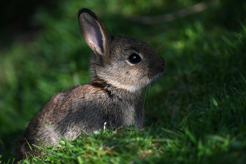 andyjonesfoto1's tweet photo. Rabbit Kit - 4th May 2020. @Natures_Voice #RabbitKit #rabbitkit #rabbit #kit #Local https://t.co/GwEahFFQZM