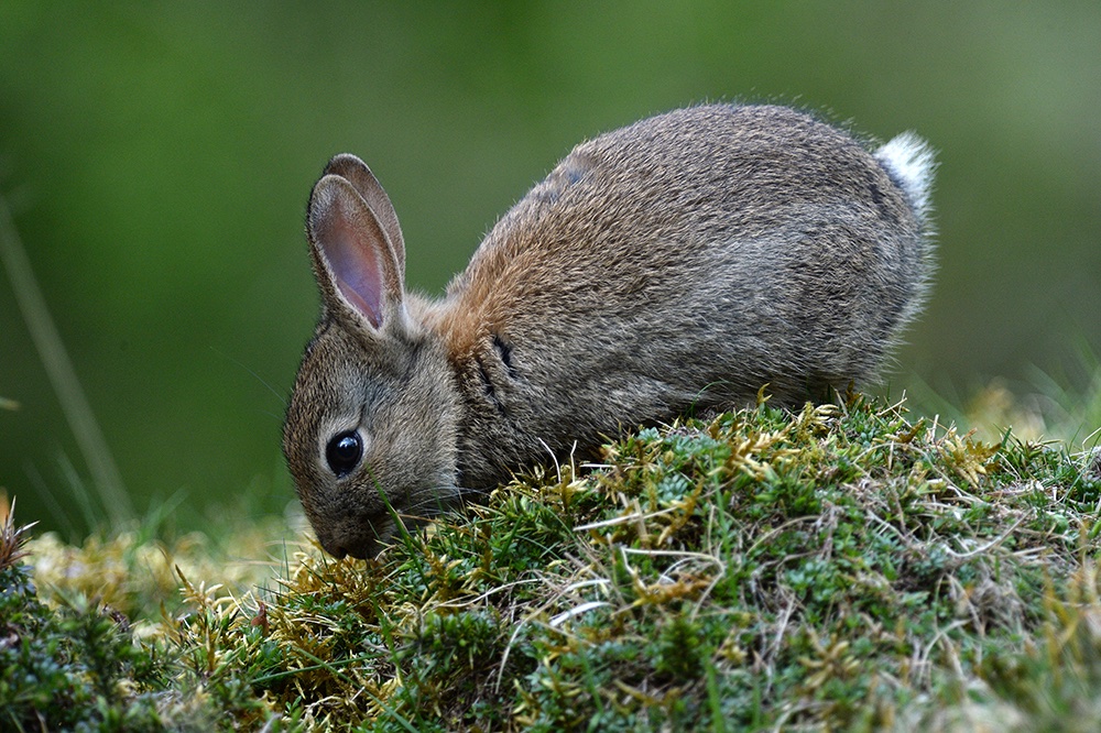 andyjonesfoto1's tweet photo. Rabbit Kit - 4th May 2020. @Natures_Voice #RabbitKit #rabbitkit #rabbit #kit #Local https://t.co/GwEahFFQZM