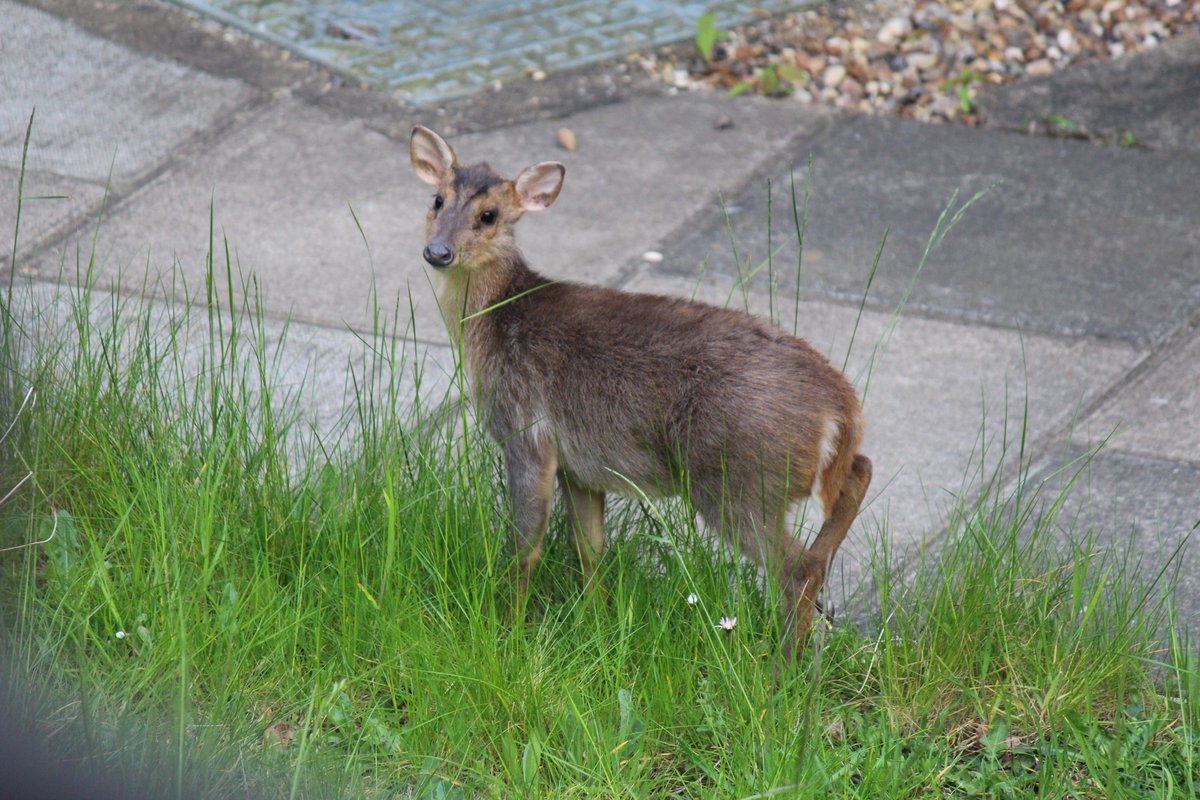 Kelly Howe tweet media