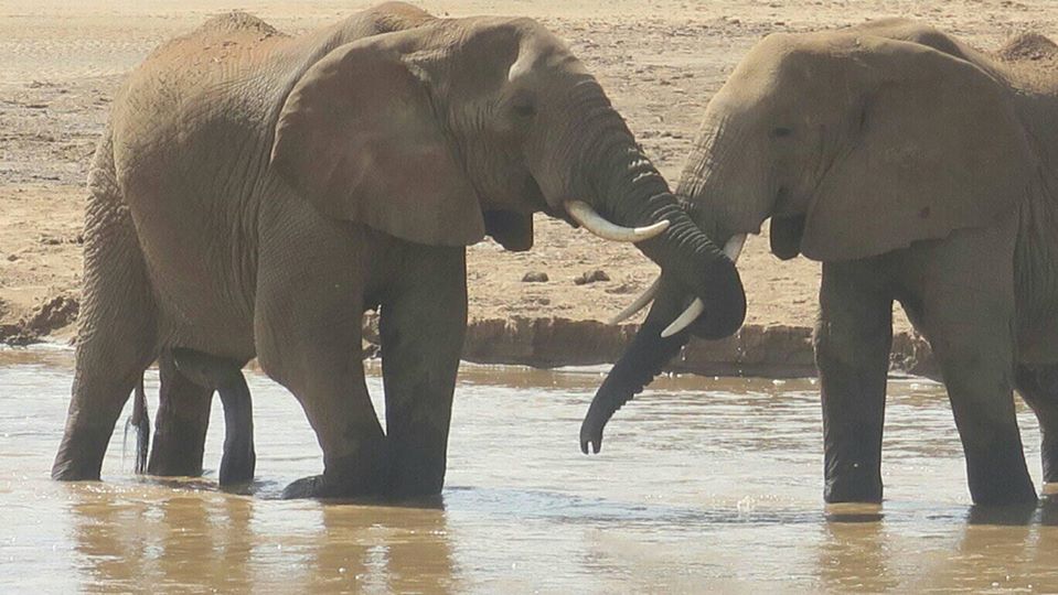 KWSKenya's tweet image. Fam, how are you keeping up with the social distancing? Tag someone you can't wait to hug after all this over.

📸 by Baba Sue at Samburu National Reserve