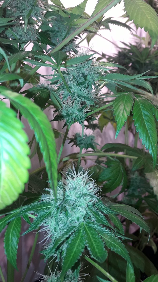 #GoldWave, #WildWave y #Mavericks <a href="/Greenbudseeds/">Greenbud Seeds</a> #AdrycsCove inician 8.ª sem de #Flor #Indoor #RefBlanca bajo #LEC315Wts <a href="/LUMiiLighting/">LUMii</a> <a href="/HydroGardenLtd/">HydroGarden</a> en #Sust #AllMix #7ltrs #Contenedor, #Plagron y su gama de #Fertilizante #Orgánico.
Preciosas y Verdes #SailingTheGreenSea.🧚‍♂️😎