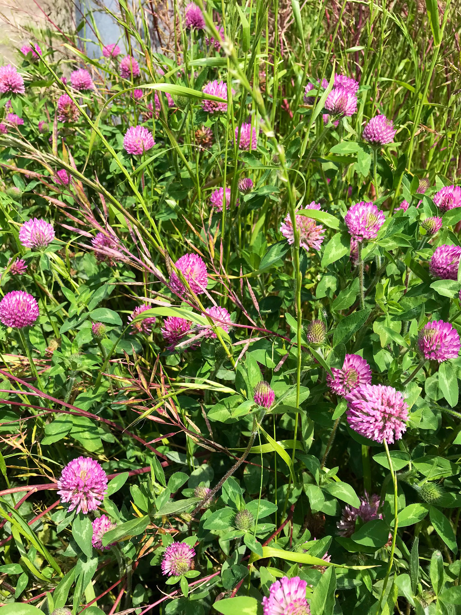 Tweets With Replies By 三浦半島で見られる身近な植物 Vsrsj6neylctuwl Twitter
