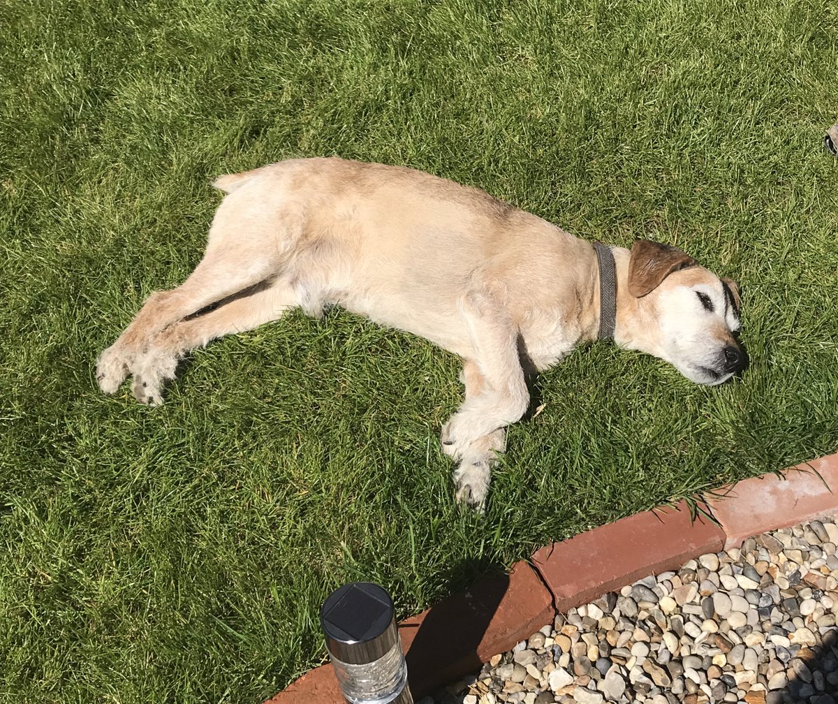 LifeofArthur001's tweet photo. Popped outside whilst the humans take a lunch break! Lovely day, soaking up the rays ☀️😎#itsadogslife #btpossie https://t.co/M6AOIXQQ5W