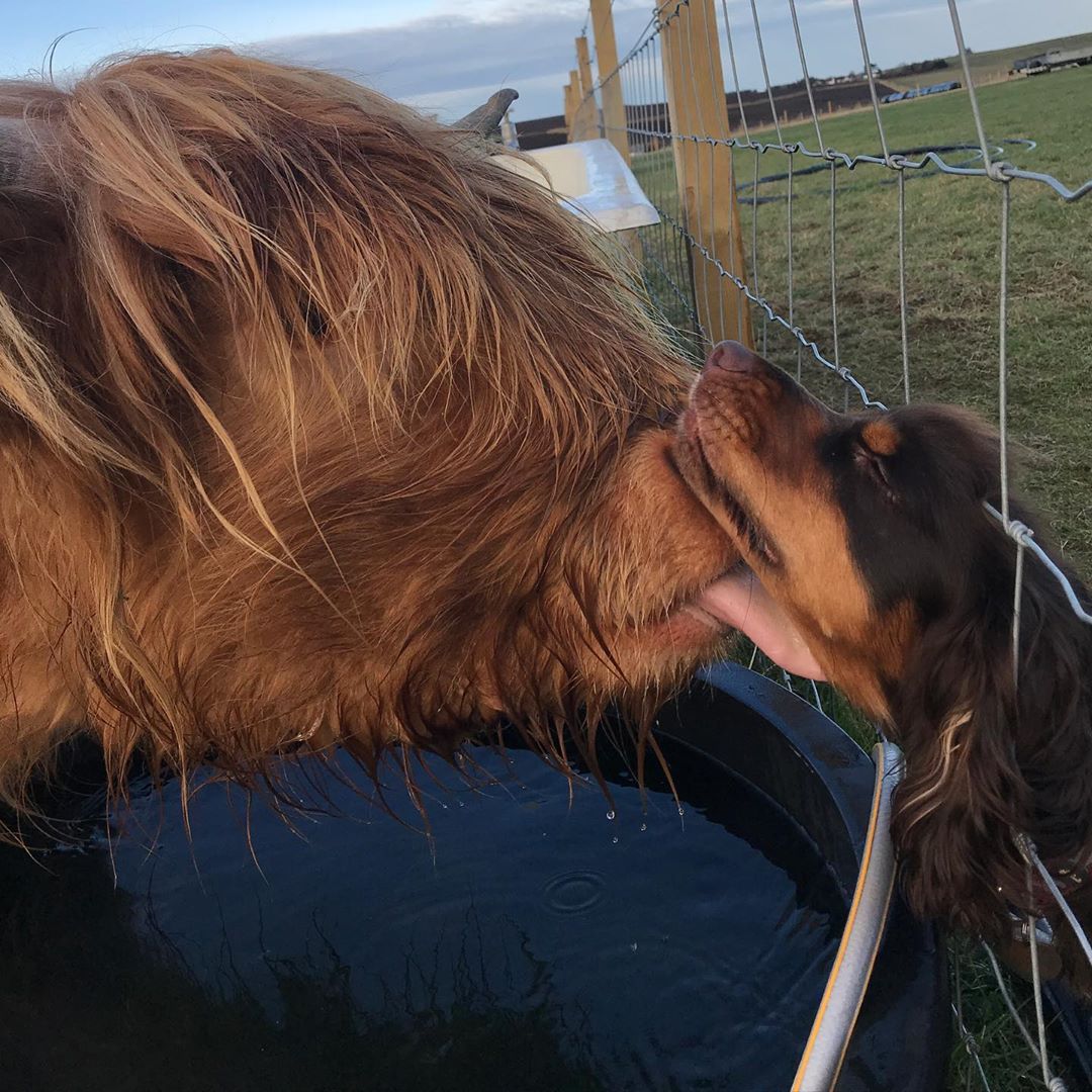 VisitScotland's tweet photo. Moo've got a friend in me 💕👅 Happy #Coosday from Ellon in #Aberdeenshire! #StayHome 📍 Ellon, @visitabdn 📷 IG/ham_kay https://t.co/nzIW5hopnr