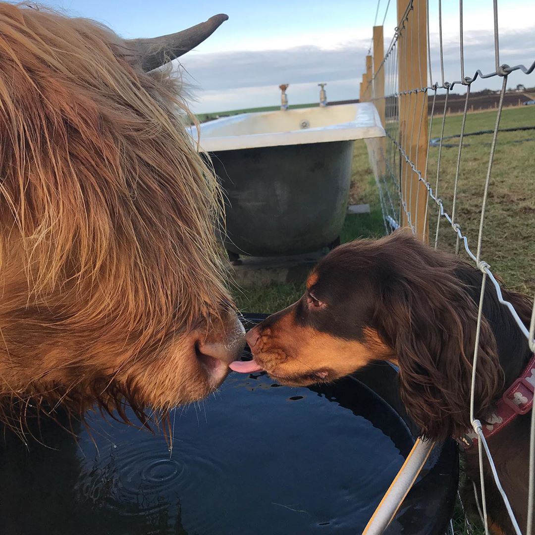VisitScotland's tweet photo. Moo've got a friend in me 💕👅 Happy #Coosday from Ellon in #Aberdeenshire! #StayHome 📍 Ellon, @visitabdn 📷 IG/ham_kay https://t.co/nzIW5hopnr