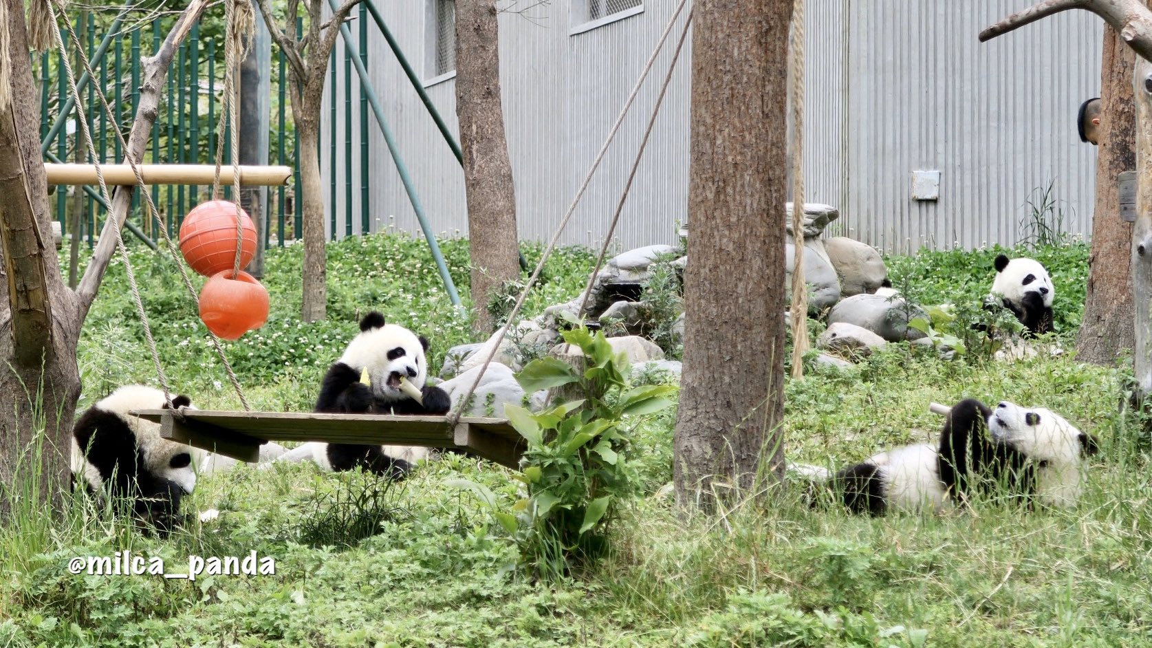 Tweets With Replies By Milca Milca Panda Twitter