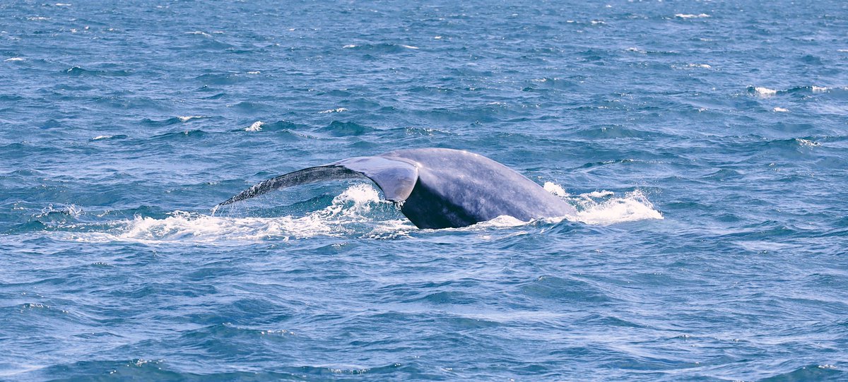 RiceYeahhuang's tweet photo. Which is a great news. I saw a giant bluewhale in Olafsvic Iceland last year. Hope the world can leave them more space. https://t.co/DJkjdllb2F