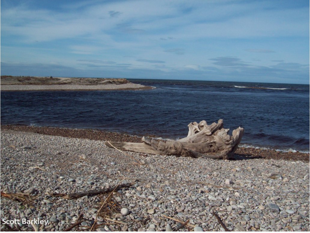 'Where in Summer
Otters dive deep into the river’s rich clear waters
For fish'

Adela Margallo, Spey Bay through the Seasons, 2nd prize under-18 poetry #HughMillerWritingCompetition scottishgeology.com/hughmiller/