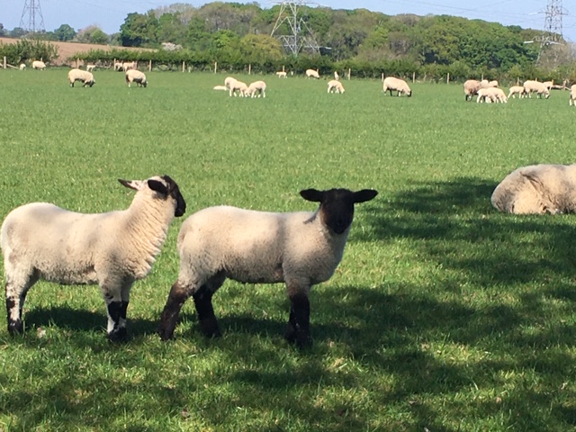 We're lucky enough to be surrounded by nature. There's plenty of open spaces to take our exercise around Knowle. 

Here's a couple of snaps from our recent walk not far from the High Street.
