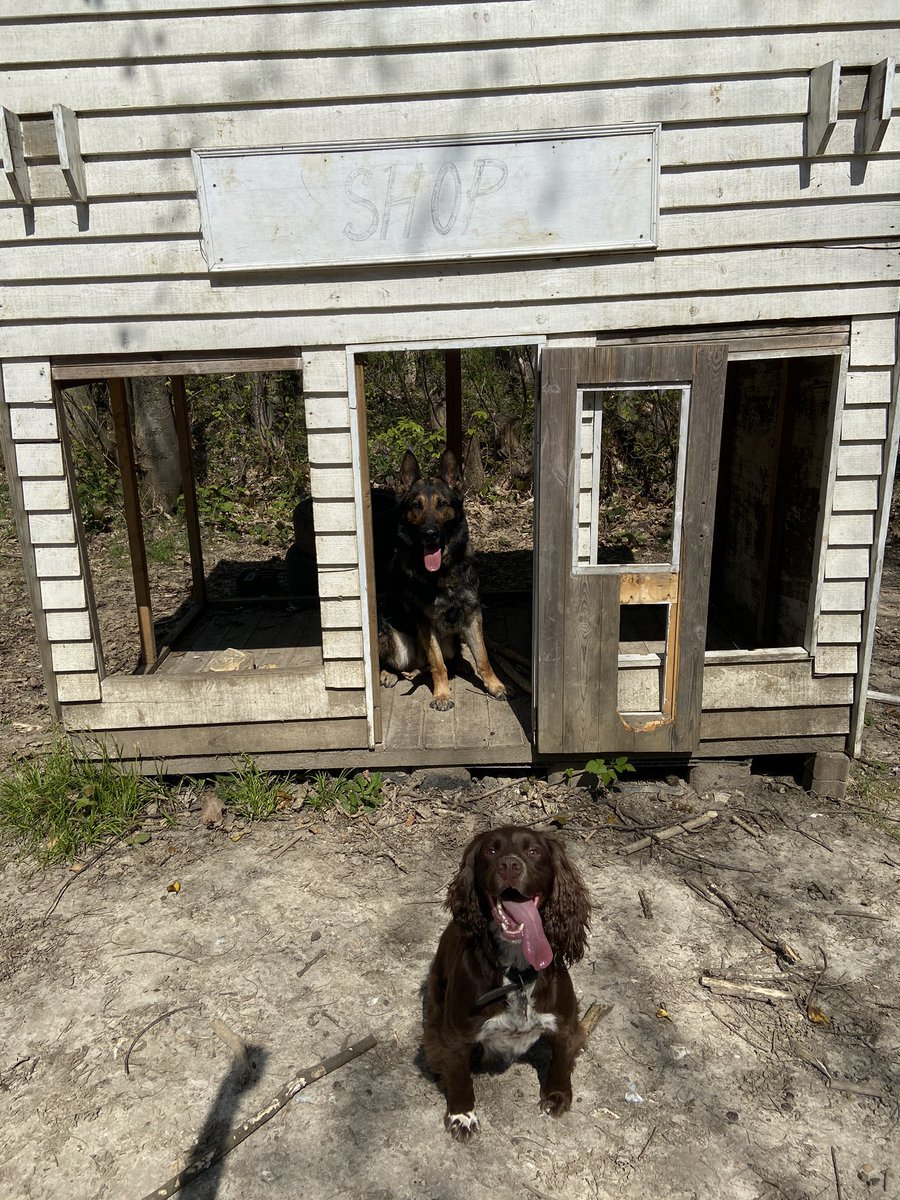 CityPoliceDogs's tweet photo. PD Lester & PD Jerry want to remind everyone if going to the shop please make sure itโs a necessary trip and to keep your social distance! #TongueOutTuesday (tongue out is optional) #PDLester #PDJerry @CityPolice @CityPoliceCops https://t.co/hsa6LDTRCo