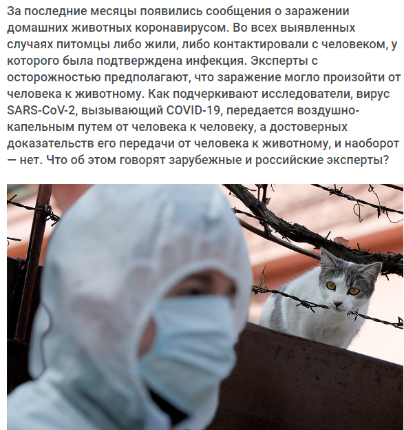 novayagazeta.ru/articles/2020/…
